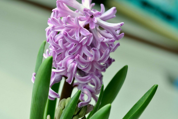 風(fēng)信子凋謝后怎么處理，修剪葉片并保留根莖