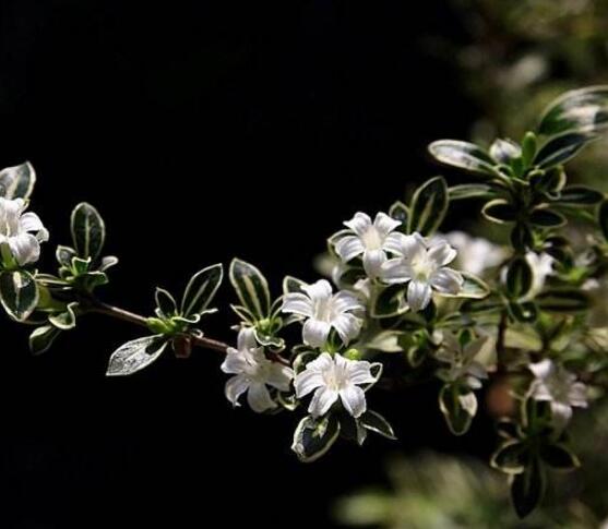 六月雪如何養(yǎng)，老農(nóng)總結(jié)最實(shí)用六大基本養(yǎng)殖方法