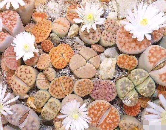 生石花移植方法，做好六點(diǎn)基本步驟成功率百分百