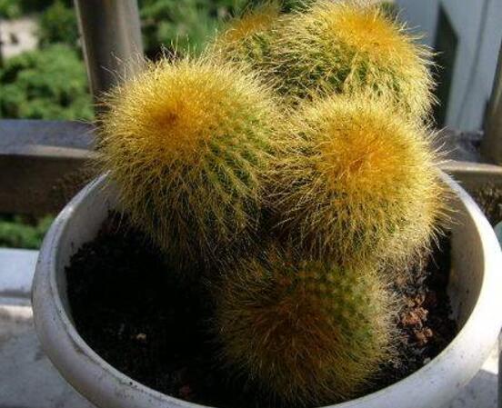 怎樣養(yǎng)仙人球容易開花，記住五個(gè)要點(diǎn)花開爆盆