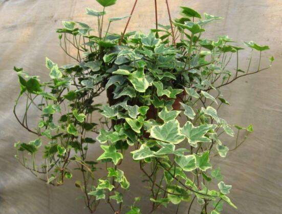 常春藤干枯了還會(huì)活嗎，干枯后存活四種解決辦法