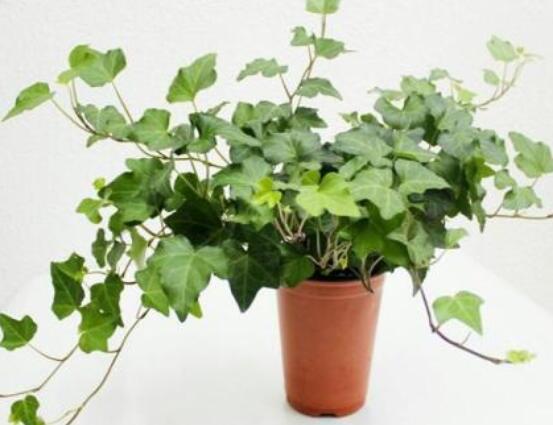 常春藤晚上能放臥室嗎，能/凈化空氣、舒緩身心、擋煞驅(qū)煞