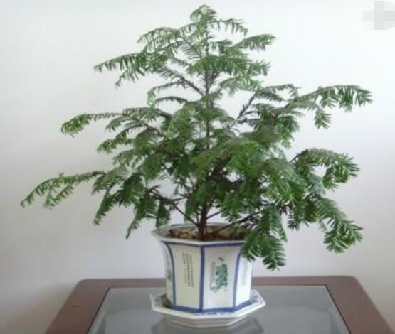 如何養(yǎng)紅豆杉，土壤要豐富營(yíng)養(yǎng)/肥水相結(jié)合