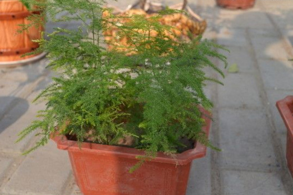 文竹黃了怎么辦，適當(dāng)遮陰并控制肥水