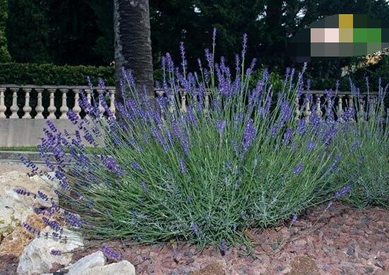 薰衣草的種類(lèi)圖片大全，欣賞最好看的六大品種