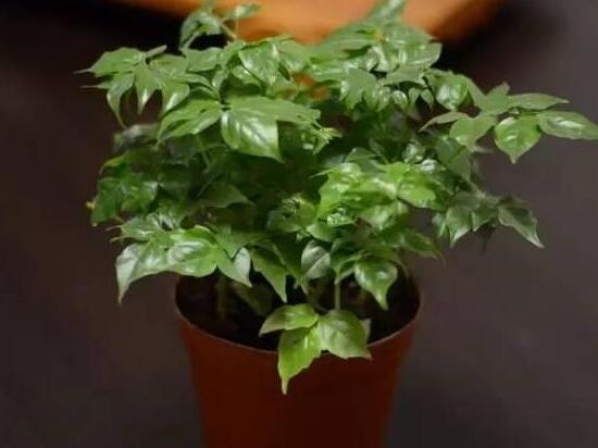 幸福樹怎么繁殖，教你三種繁殖方法(播種/壓條/扦插)