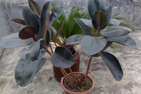 橡皮樹的養(yǎng)殖方法，保證植株生長的5大要點