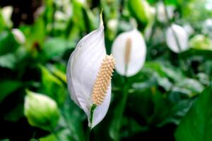 一帆風(fēng)順葉尖發(fā)黃干枯怎么辦，及時(shí)提供光照補(bǔ)充水分