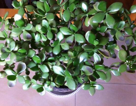 玉樹(shù)常見(jiàn)的病蟲(chóng)害防治，教你四種辦法簡(jiǎn)單學(xué)會(huì)