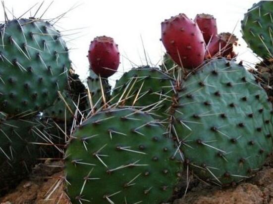 仙人掌的繁殖方法，扦插繁殖簡(jiǎn)單/存活率高(合適推薦)