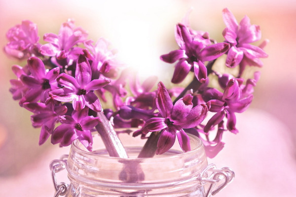 風(fēng)信子種球種植方法