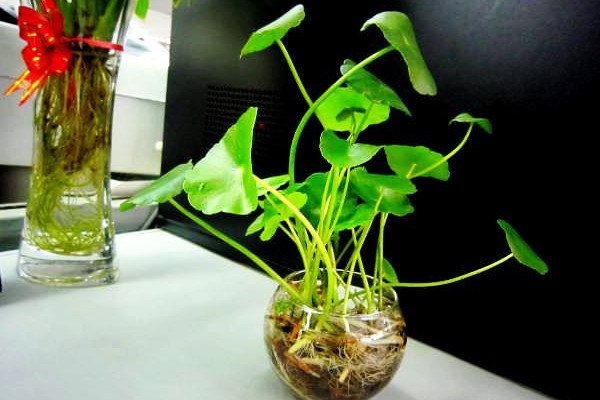 水培銅錢草的養(yǎng)殖方法和注意事項，確保水質(zhì)干凈清潔
