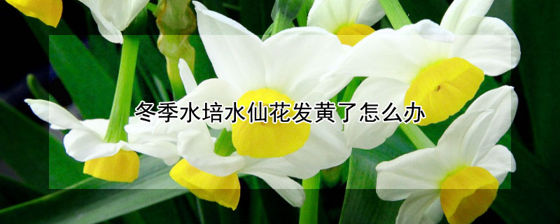 冬季水培水仙花發(fā)黃了怎么辦