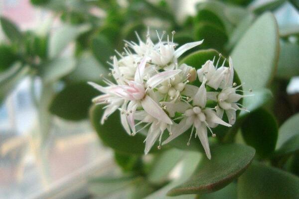 玉樹什么時候開花，冬末春初開花