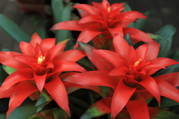 鴻運(yùn)當(dāng)頭花喜水嗎