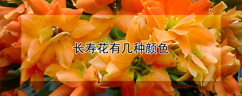 長(zhǎng)壽花有幾種顏色