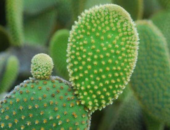 仙人掌的用途與價值，清熱解毒、消炎解暑、開胃健脾、清咽潤肺