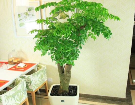 幸福樹(shù)病蟲(chóng)害，盤(pán)點(diǎn)最常見(jiàn)的四種病蟲(chóng)害防治大全