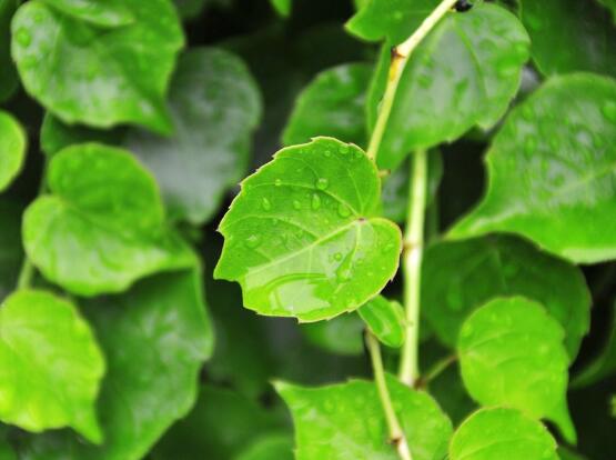 常青藤多久澆一次水，見干見濕原則保持盆土濕潤