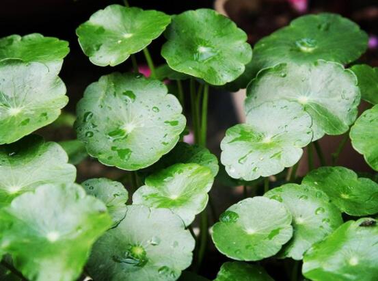 銅錢草水培好還是土培好，水培和土培兩者皆好