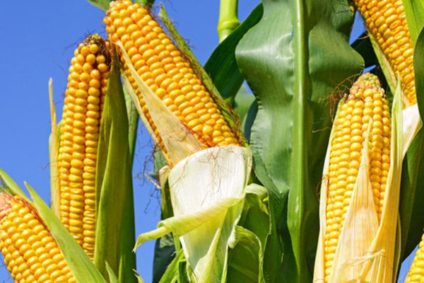 玉米長(zhǎng)丫子是什么原因