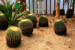 仙人球怎么養(yǎng)長得快，5大技巧可讓仙人球迅速爆盆