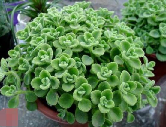 碰碰香為什么一碰就香，其原理主要為葉枕澎壓作用