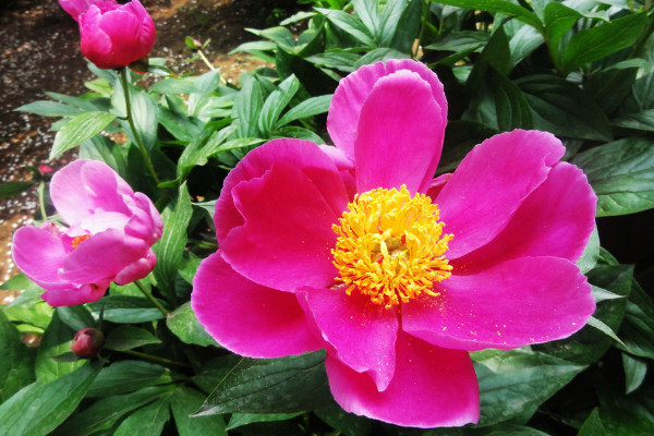 芍藥花期多長(zhǎng)