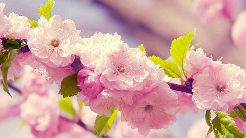 日本櫻花什么時(shí)候開(kāi)