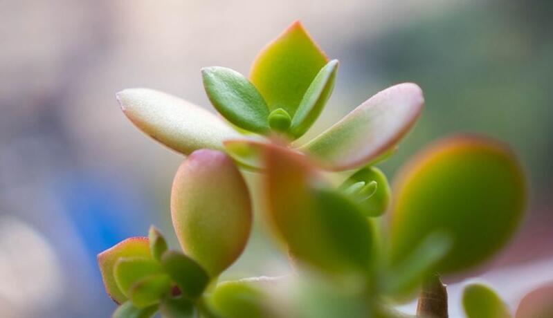 玉樹花和燕子掌的區(qū)別，葉片上的3處不同