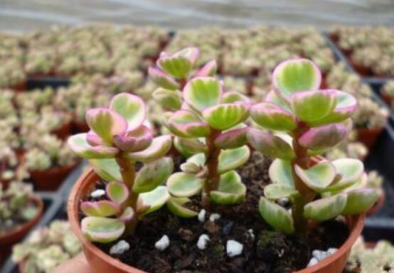 雅樂之舞適合什么花盆，陶盆、紫砂盆、泥瓦盆最為合適