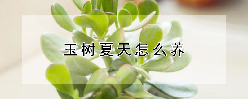玉樹夏天怎么養(yǎng)