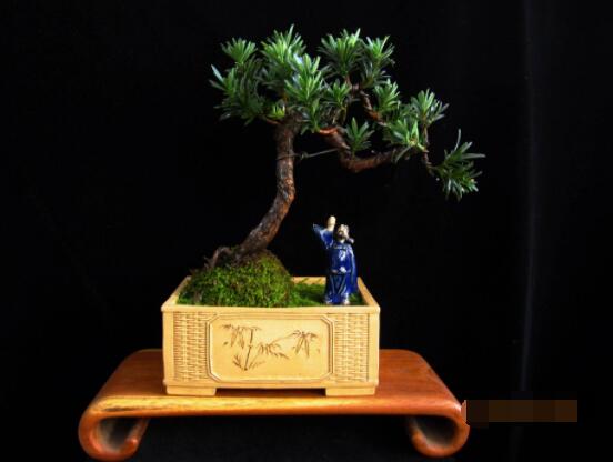 羅漢松盆景施肥，做好以有機液肥、稀薄的餅肥水為主