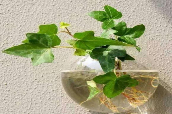 水培的常春藤怎么養(yǎng)生根快，常春藤水培生根秘訣