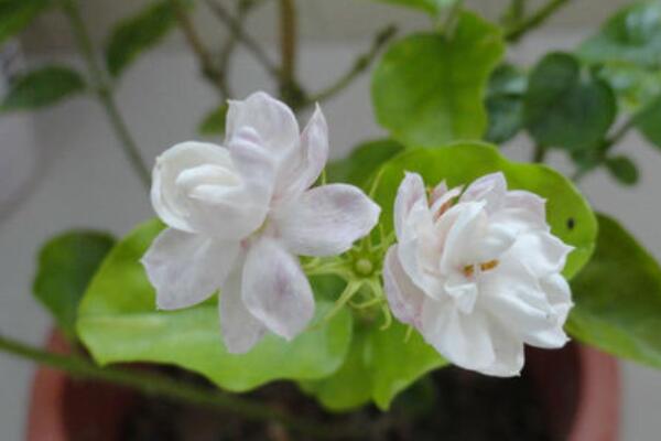 虎頭茉莉與茉莉的區(qū)別