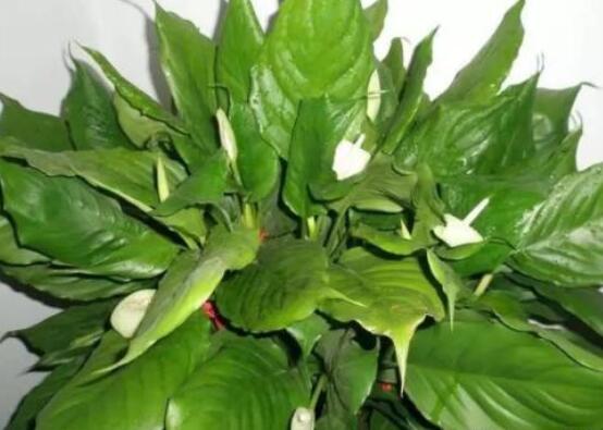 萬年青的象征意義，象征著健康長壽，福如東海