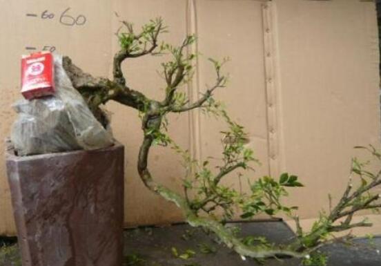 九里香盆景的養(yǎng)殖方法，做好七個(gè)基本養(yǎng)殖要點(diǎn)滿盆花香