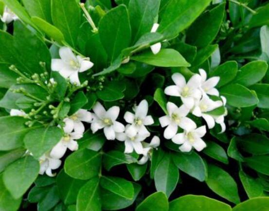 七里香和九里香的區(qū)別，教你三種區(qū)別方法(形態(tài)/生長(zhǎng)/作用)