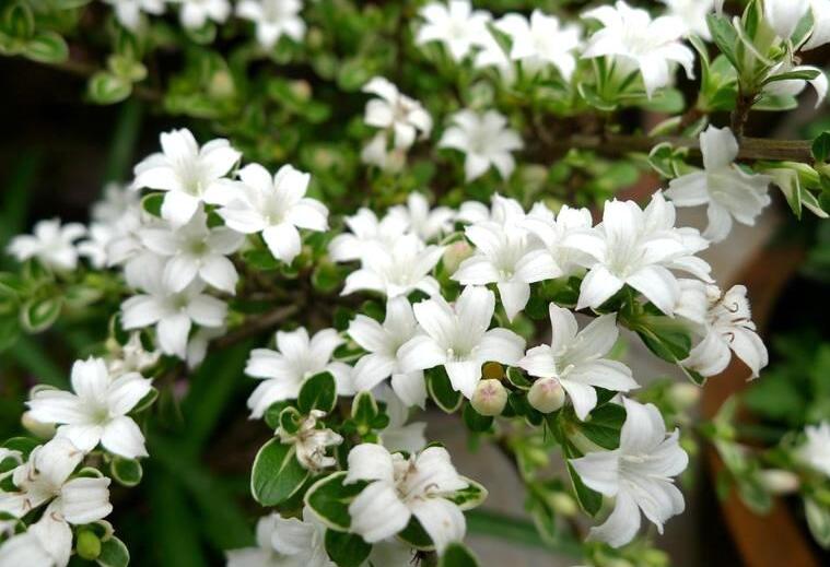 六月雪葉子發(fā)黃脫落怎么辦，分正常落葉和不正常落葉原因