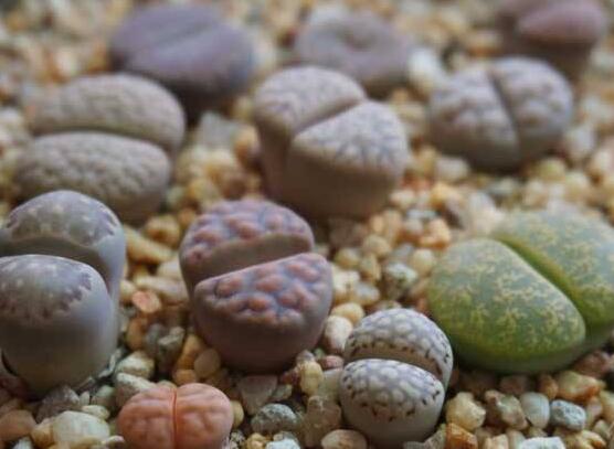 生石花有什么用，老農(nóng)總結(jié)最常見四個(gè)作用