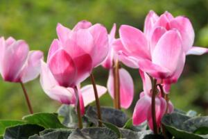 仙客來(lái)的繁殖方法，播種繁殖/切莖繁殖/組織繁殖