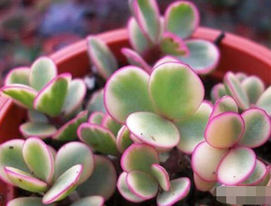 雅樂之舞怎么澆水，做到澆則澆透原則/忌積水