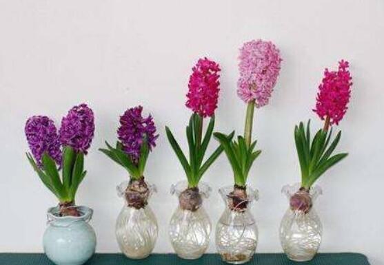 冬天能水培風信子么，可以/保持溫暖環(huán)境、注意水溫