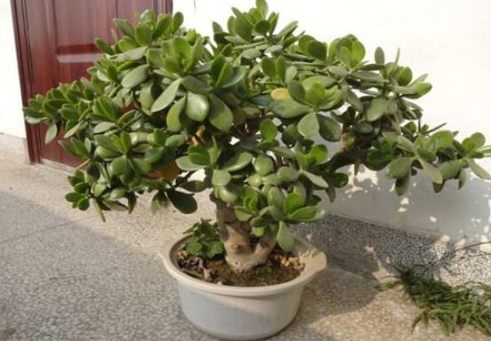 植物燕子掌有毒嗎，無(wú)毒與有毒需待進(jìn)一步科學(xué)考證(證據(jù)不足)