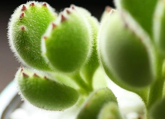 熊童子怎么度夏，做好遮陰通風(fēng)、保持微濕潤環(huán)境