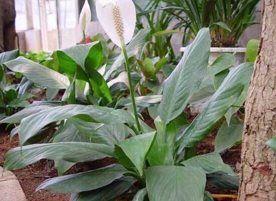 一帆風(fēng)順葉子下垂，四種原因以及解決辦法