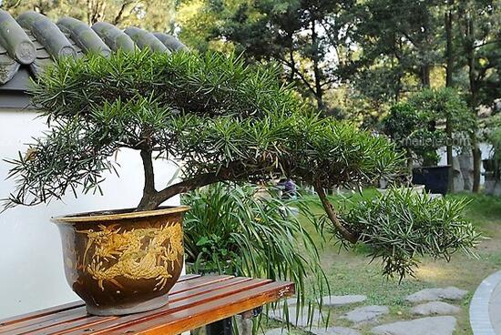 羅漢松盆景養(yǎng)護(hù)方法，老農(nóng)總結(jié)五大最實(shí)際有效方法