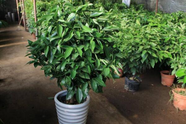 平安樹(shù)葉子發(fā)黃是怎么回事，五種原因以及解決方法