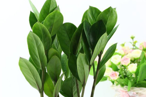 金錢樹老枝什么時候剪