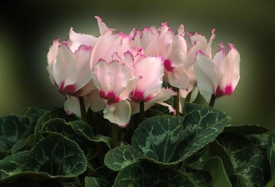 仙客來(lái)葉子嚴(yán)重發(fā)黃，老農(nóng)總結(jié)最直觀三種解決辦法